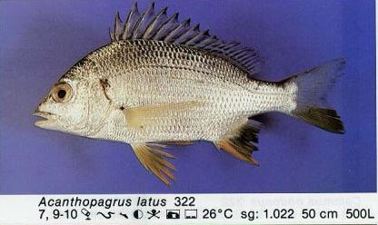 Acanthopagrus latus